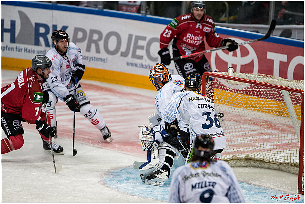 Koelner Haie - Straubing Tigers, 03.10.2016